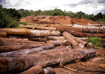 Legislação em MT favorece invasão de terras e desmatamento, diz estudo 