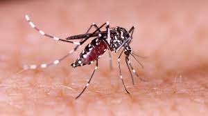 Semana D contra dengue em Mato Grosso será de 18 a 30 de março